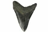 Bargain, Fossil Megalodon Tooth - South Carolina #124188-2